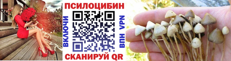 Псилоцибиновые грибы Cubensis  даркнет как зайти  Александровское 